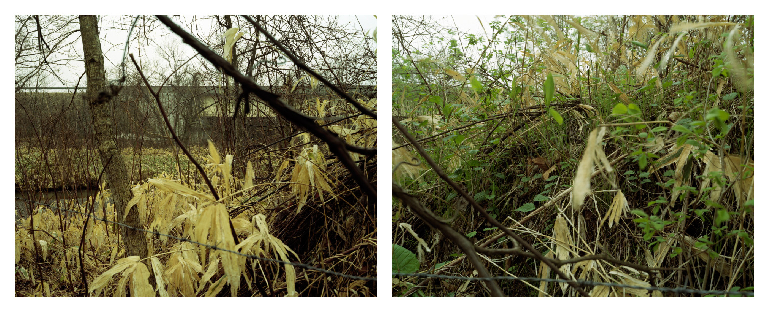 社台／Shadai／sa-tay-pet