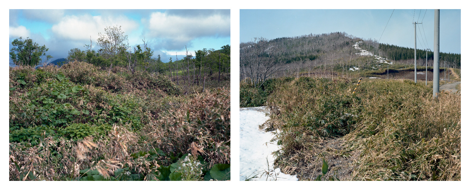 植別／Webetsu／wen-pet